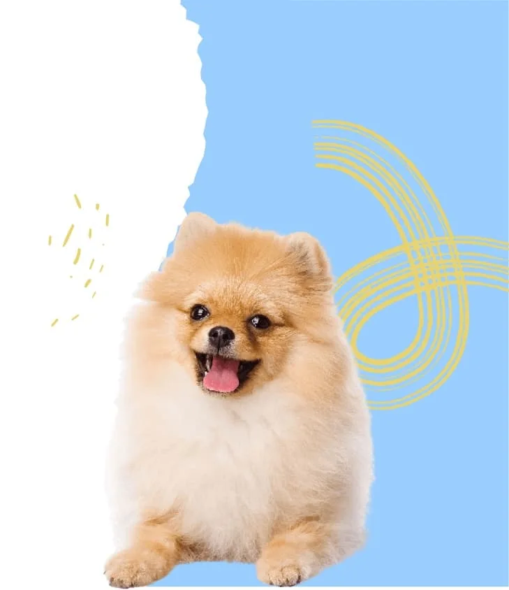 Filhote de Lulu da Pomerânia tipo ursinho criado pelo Mundo Spitz Anões em São Paulo